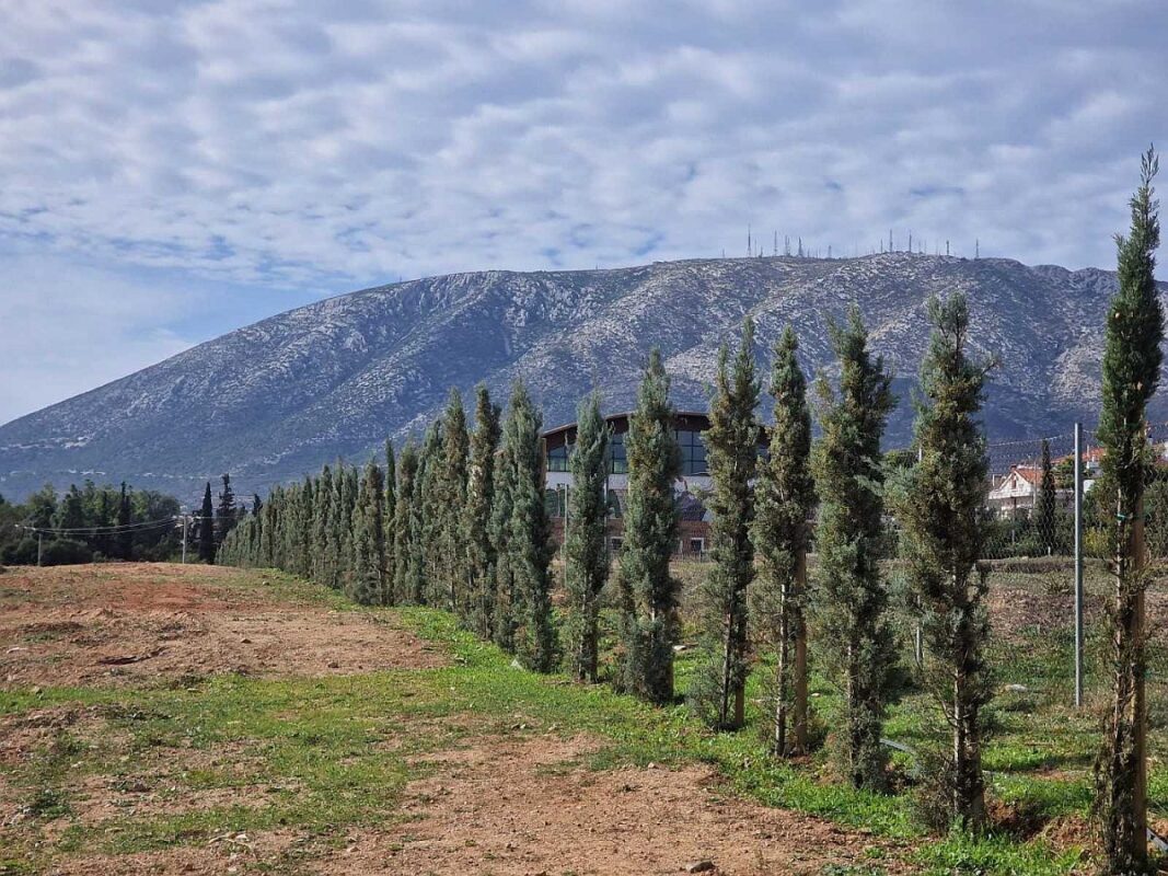 Φυτεύτηκαν 240 δέντρα στο Κτήμα Καμπά Πηγή: Δήμος Παλλήνης