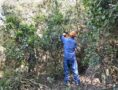 Έργο δασικών καθαρισμών και δασοπροστασίας Λευκάδας - Πηγή: Αθανάσιος Ι. Καββαδάς